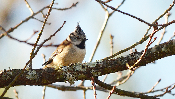 En apprendre plus sur les oiseaux des jardins et le nourrissage